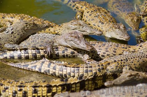 hermes alligator farm|Hermès Is Starting Australia’s Largest Alligator Farm—and.